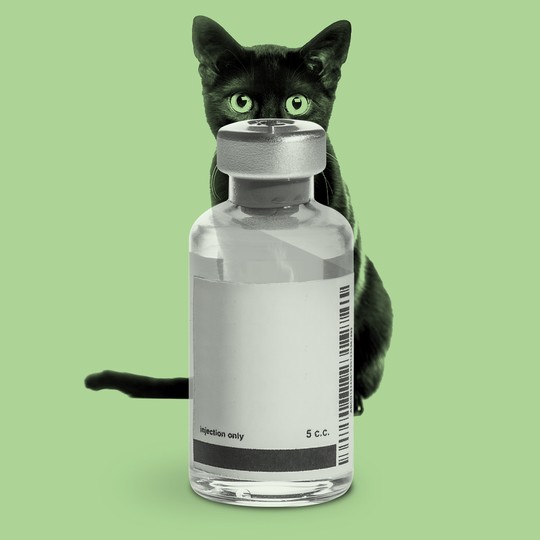 Antiviral medication sale for cats