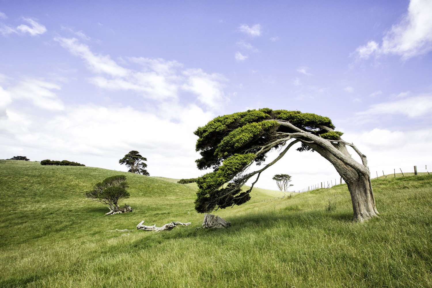 FARK.com: (11012246) Photoshop this bowing tree
