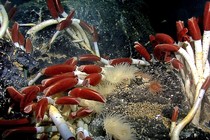 Giant tube worms