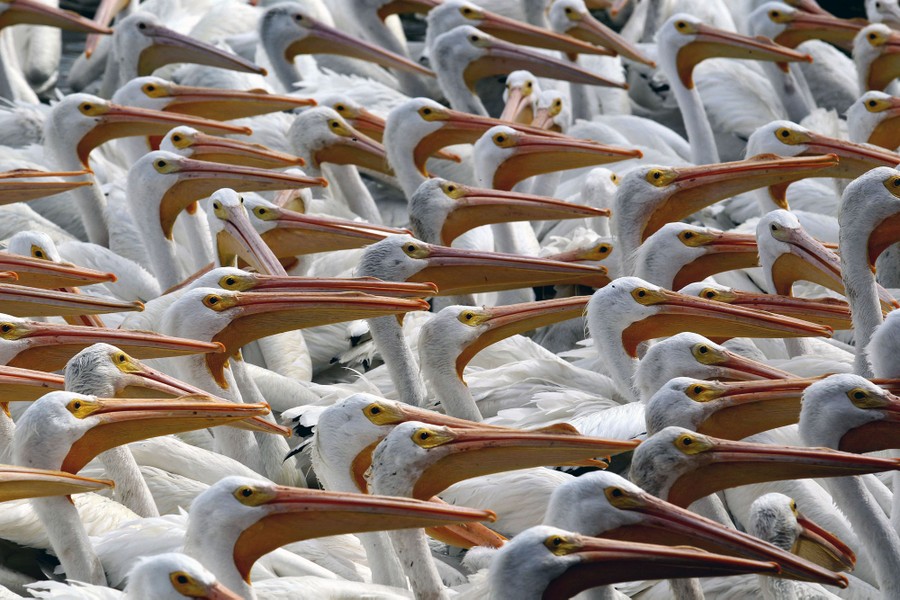 Dozens of pelicans are seen, flocked together.