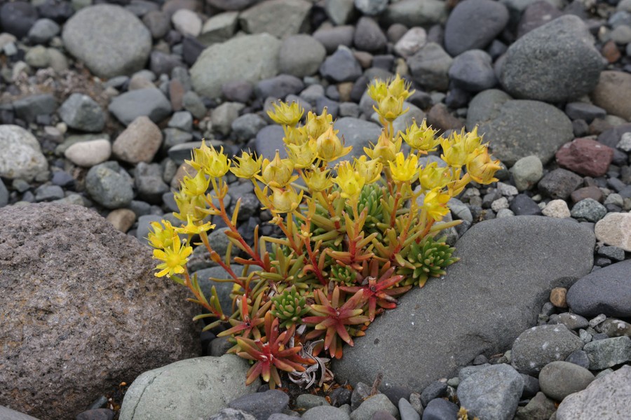 Yellow flowers bloom on a small plants growing in gravel.