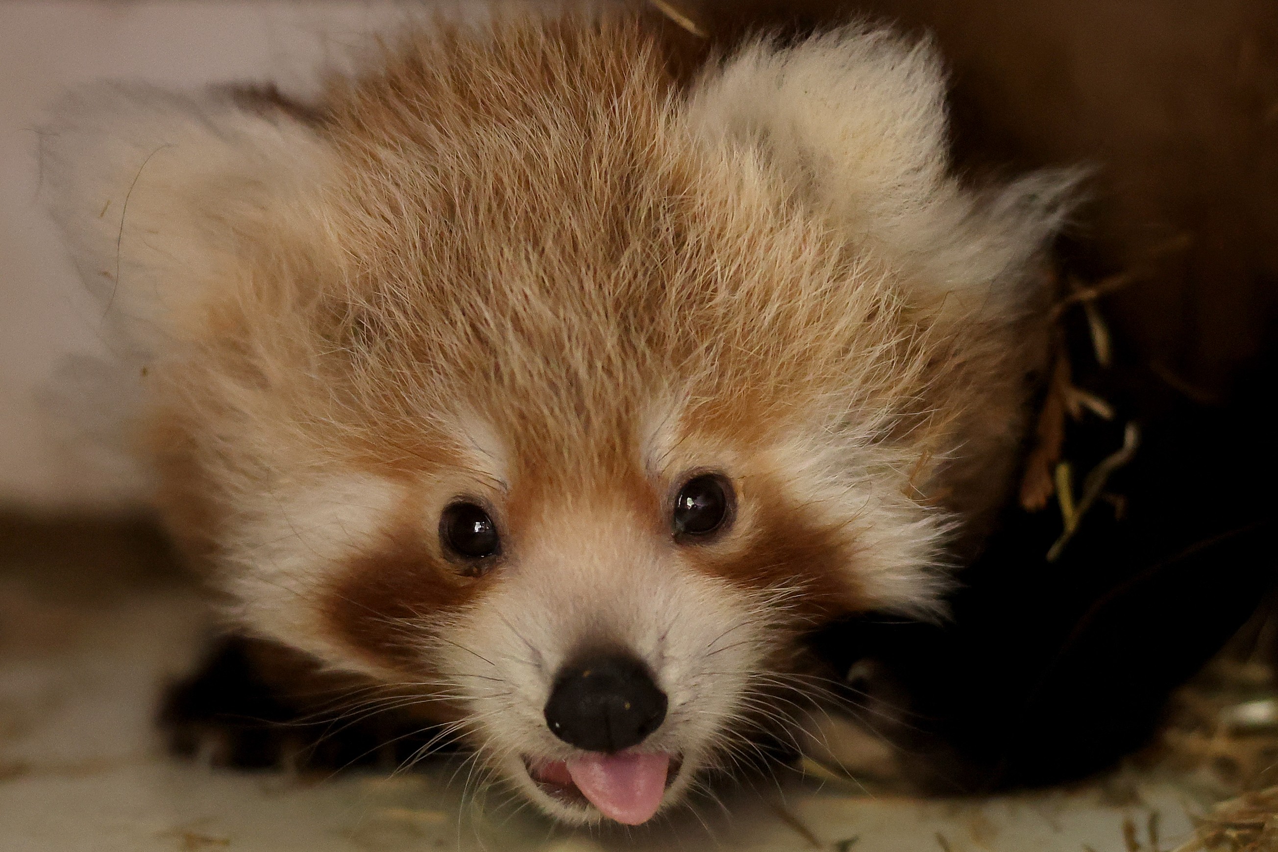 A red panda cub, with its tongue sticking out
