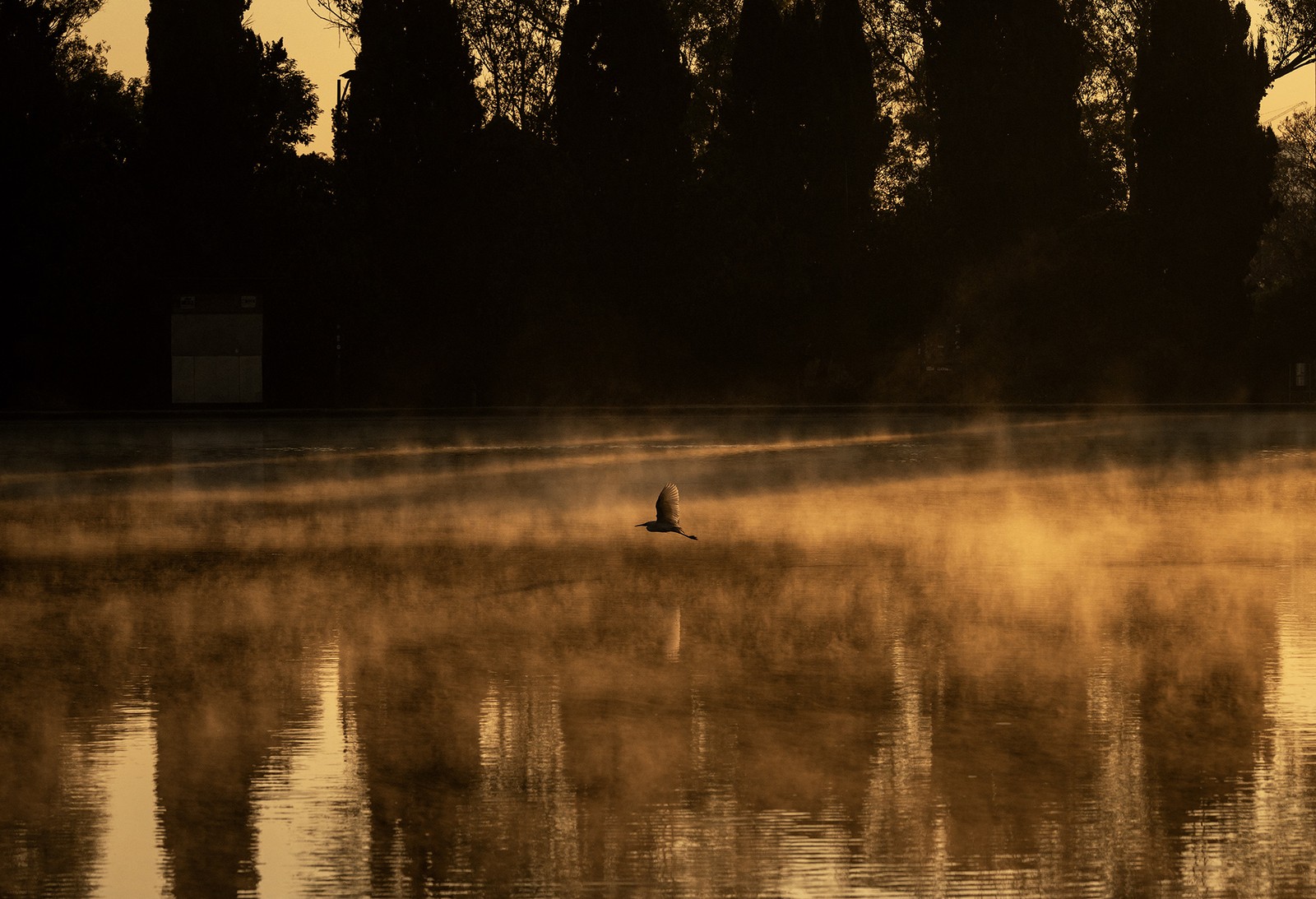 A bird flies low, above the water, as steam rises from a lake.