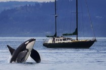 Mike, a southern-resident killer whale