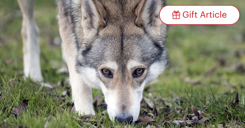 Wolf hybrid craigslist clearance