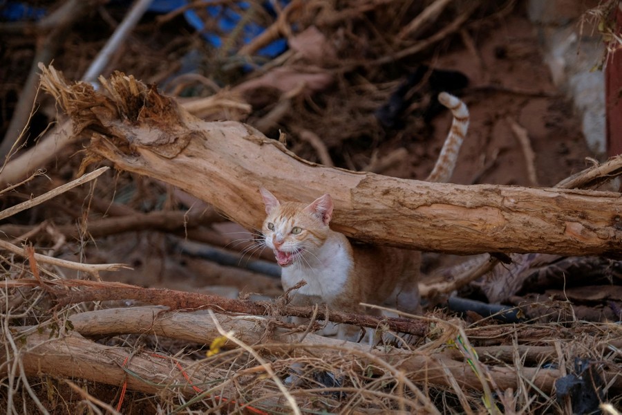 A cat walks among broken branches and other flood debris.