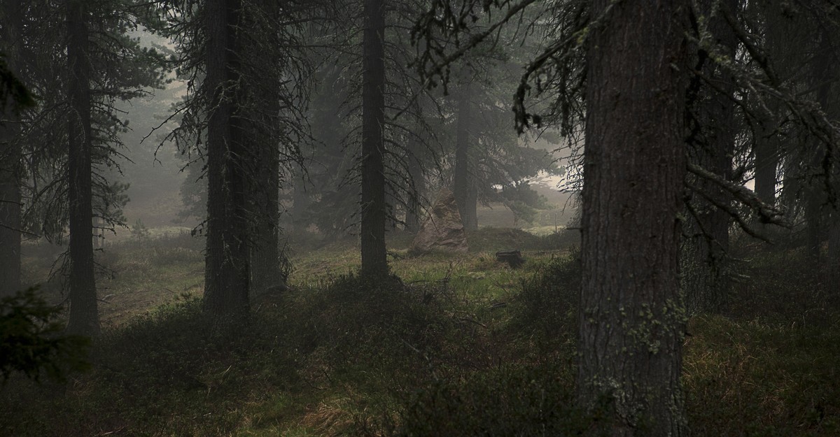The Growing Lawlessness in California’s Forests