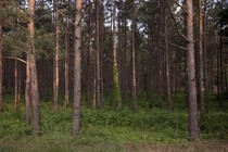 Pines in a forest