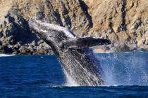 A whale breaches, falling backwards into the water.