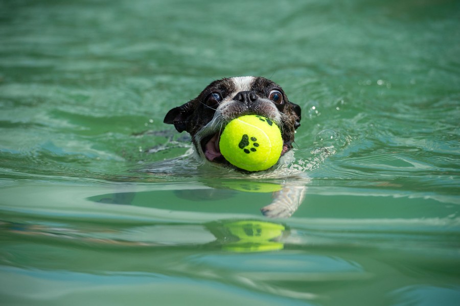 Photos: Paws in the Water—Dogs at Play - The Atlantic