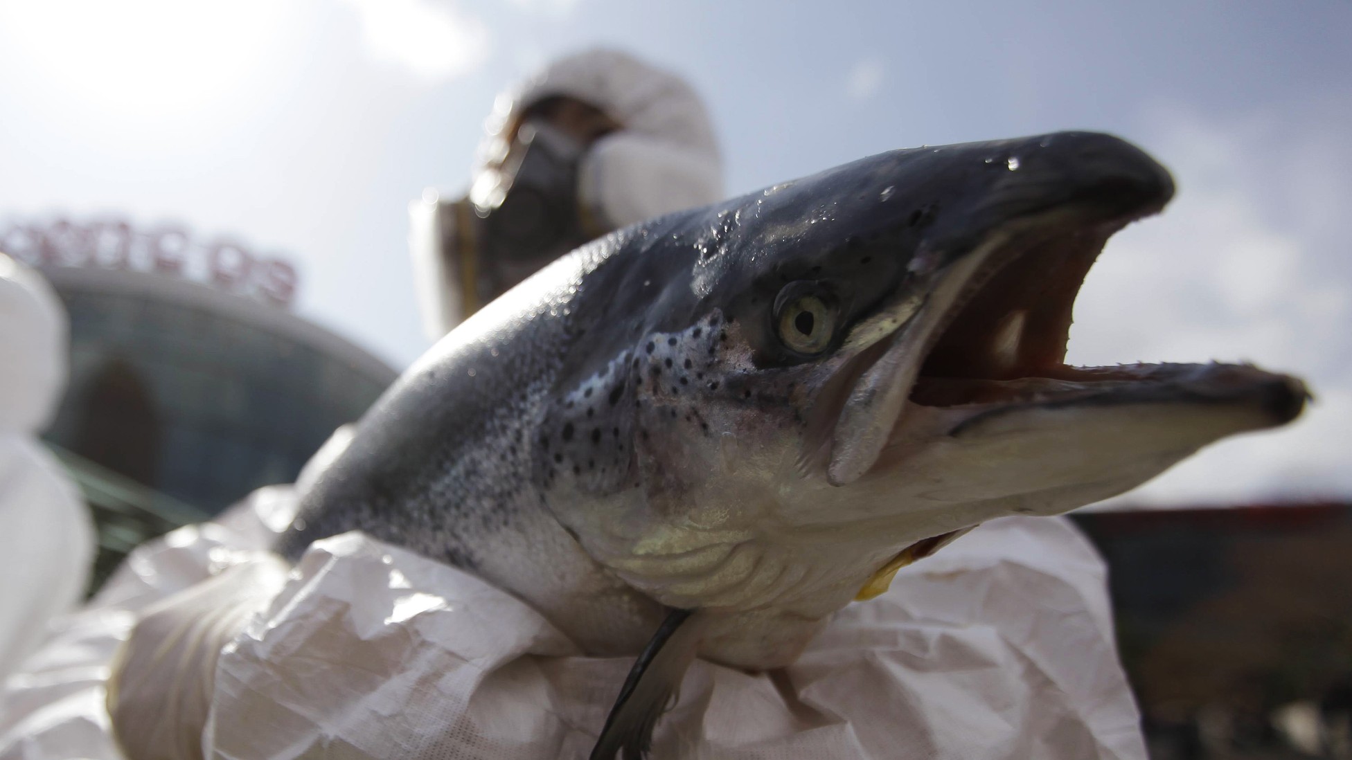 How Salmon Switch On Infrared Vision When Swimming Upstream The Atlantic