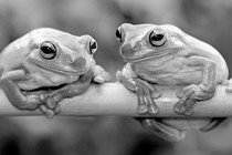 Two frogs looking at each other on a branch.