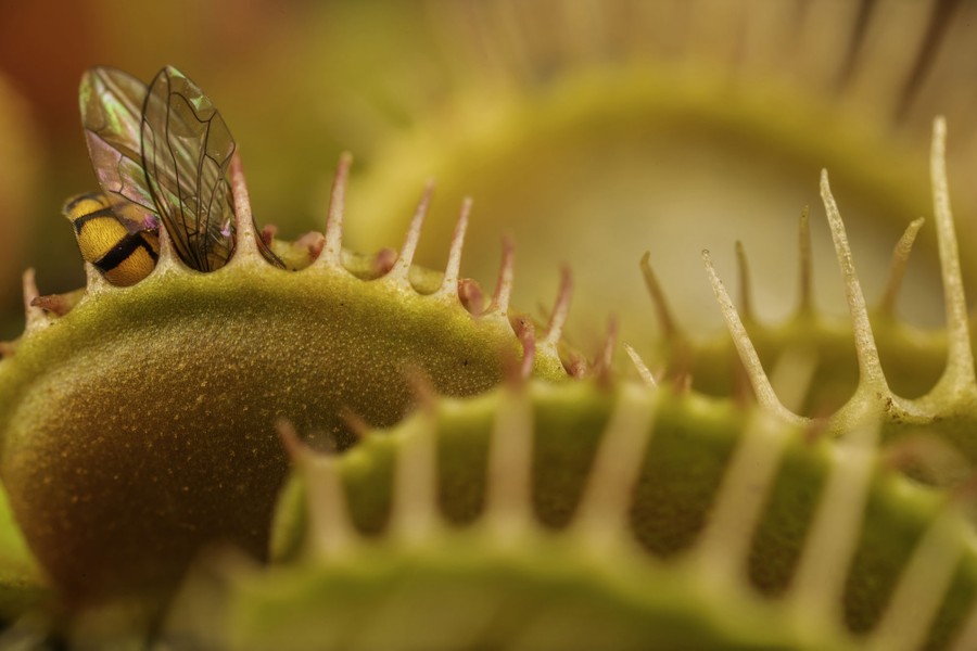 A fly is trapped by a Venus flytrap, seen close-up.