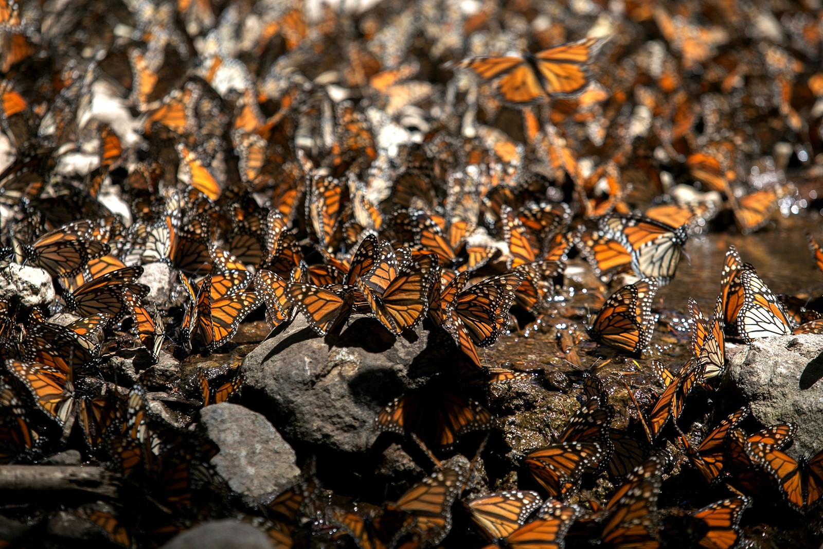 Hundreds of Monarch butterflies gather on a forest floor.