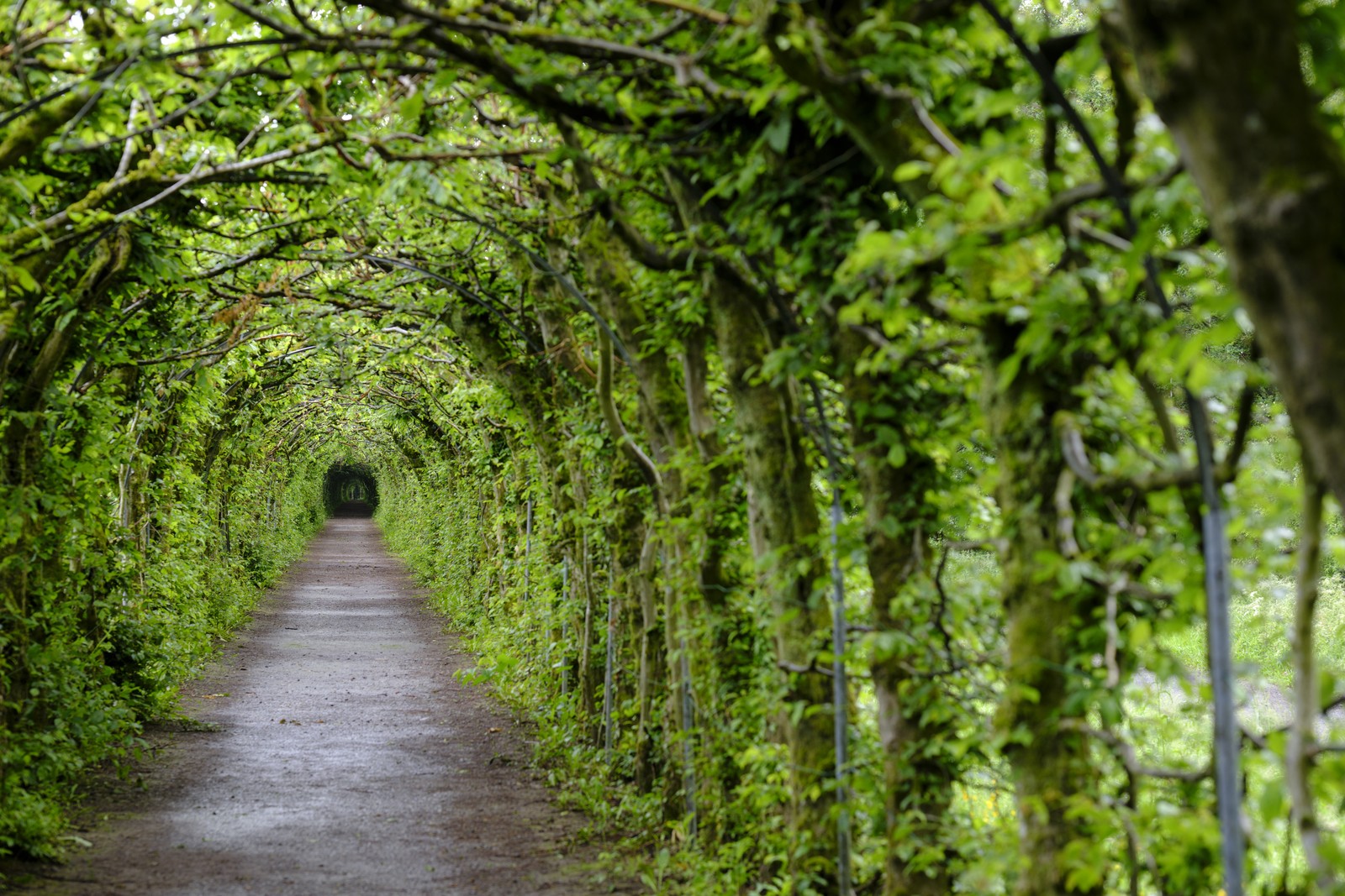 A view looking down a path surrounded on all sides by trees that have been trained to grow over the top of the path, forming a tunnel of leaves and branches