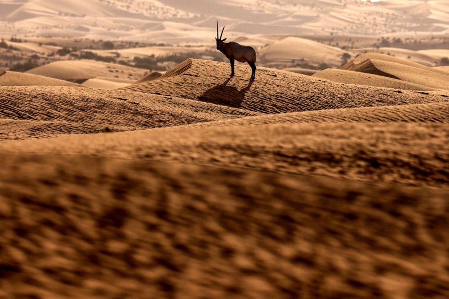 A gazelle stands on a sand dune in a desert.