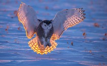 A snowy owl lands at sunset in a snow-covered field.