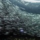 A school of silvery little fish in the ocean