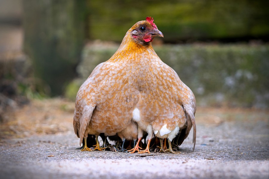 A hen puffs out her feathers and wings, creating a sort of tent to hide and shelter several chicks.