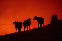 Cows stand on a field as fire approaches them atop a hillside.