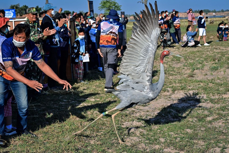 A crowd of people watches as an adult crane is released into the wild.
