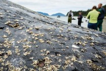 Light-colored whale lice on the body of a gray humpback whale with people standing on a beach in the background