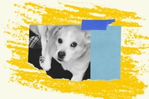 Collage of dog