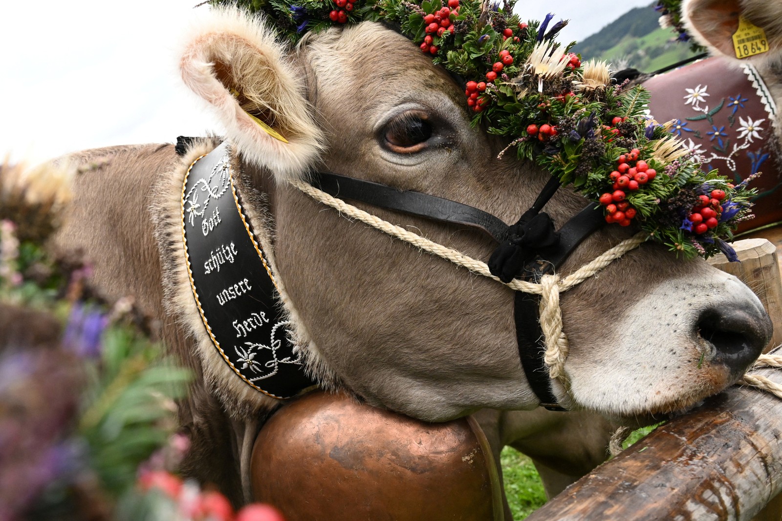 A cow, adorned with decorations and a large cowbell