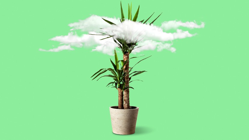 What Indoor Plants Clean The Air Best None Of Them The Atlantic   Original 