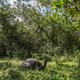 A giant tortoise stands in the middle of a luscious green forest