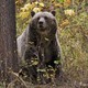 A grizzly bear