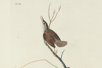 illustration of small brown bird on branch with label "No. 20"