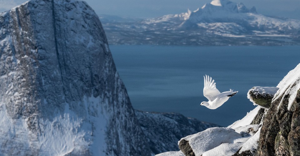 Winners of the Bird Photographer of the Year 2022 - The Atlantic