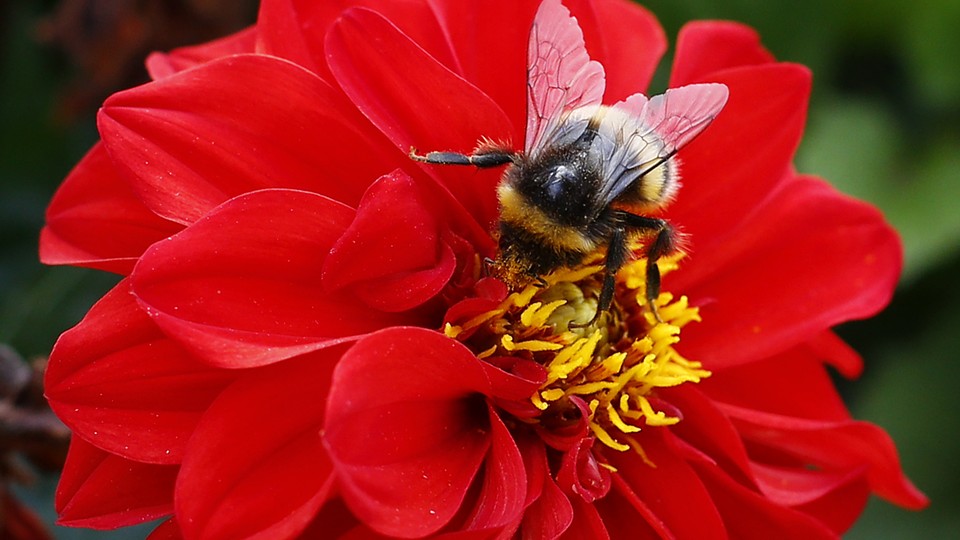 A bee collects pollen from a flower.