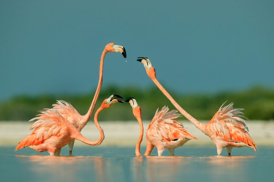 Two pairs of reddish-pink flamingos face each other while standing in profile in a lagoon.