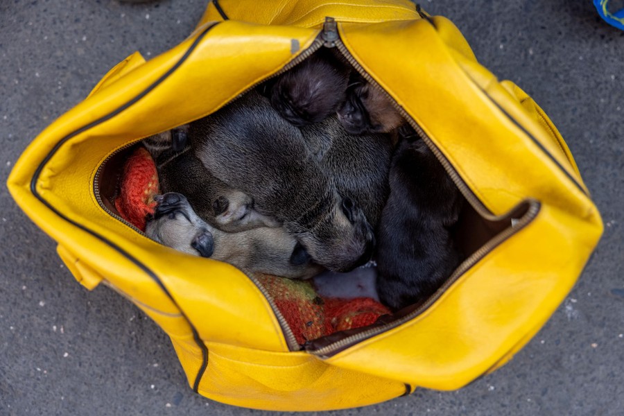 A soft yellow bag, seen opened, with more than a half-dozen small puppies inside
