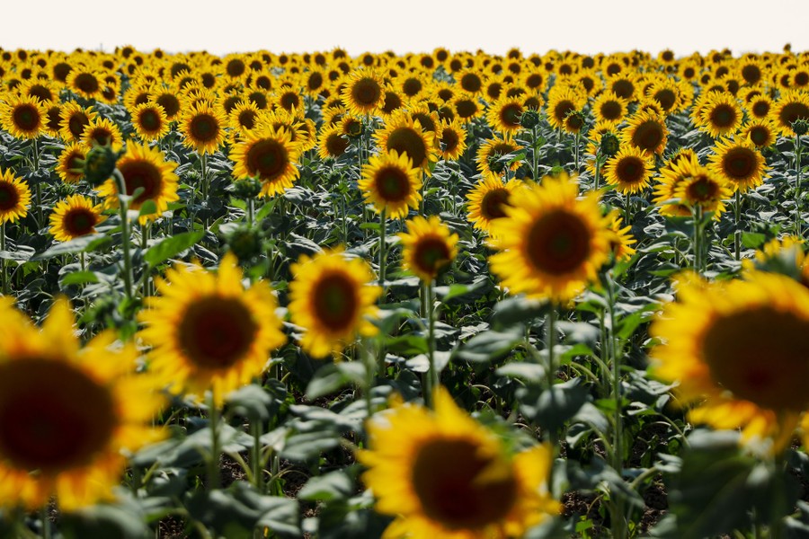 A field of sunflowers