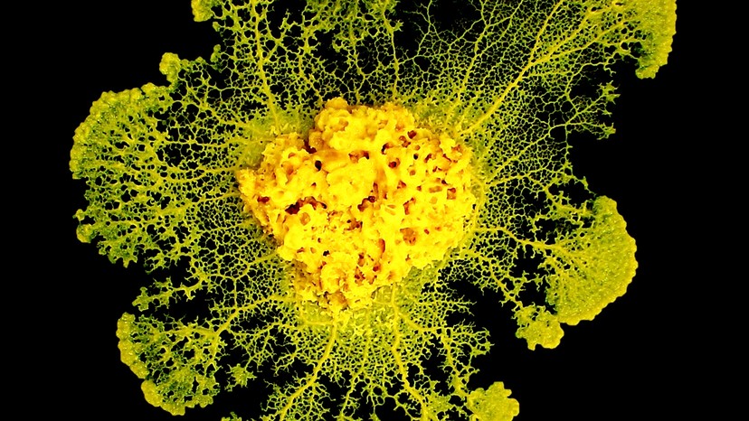 The Brainless Slime That Can Learn By Fusing - The Atlantic