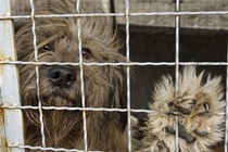 A dog stares out from its cage.