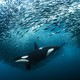 Seen underwater, an orca swims through a tightly formed school of fish, forcing them to swirl away from it.
