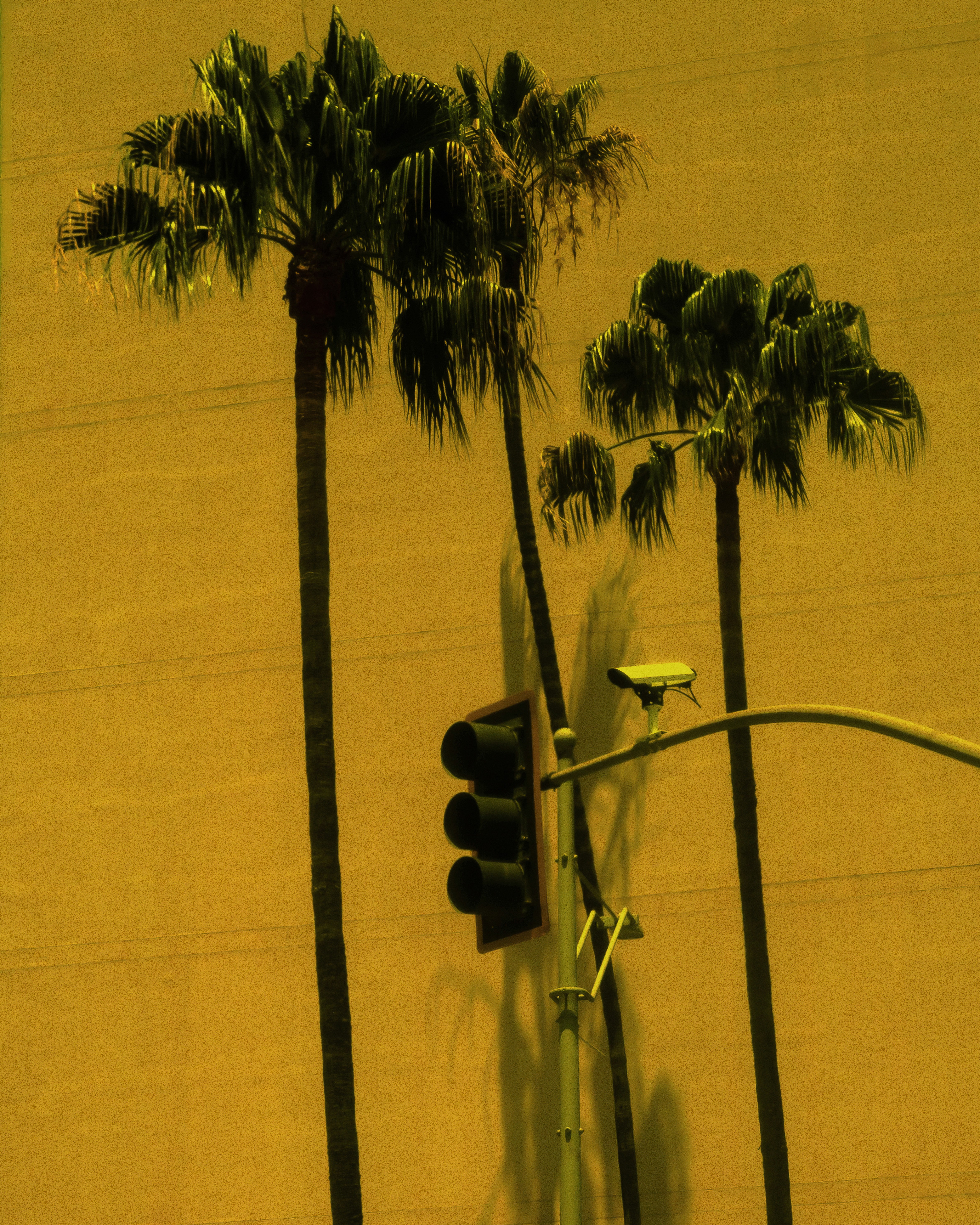 photo of streetlight with 3 tall palm trees and saturated yellow background