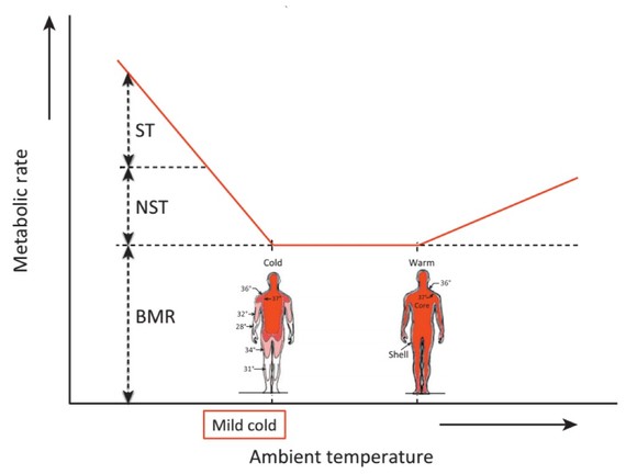 Basal metabolic rate (BMR) and nonshivering thermogenesis (NST) in