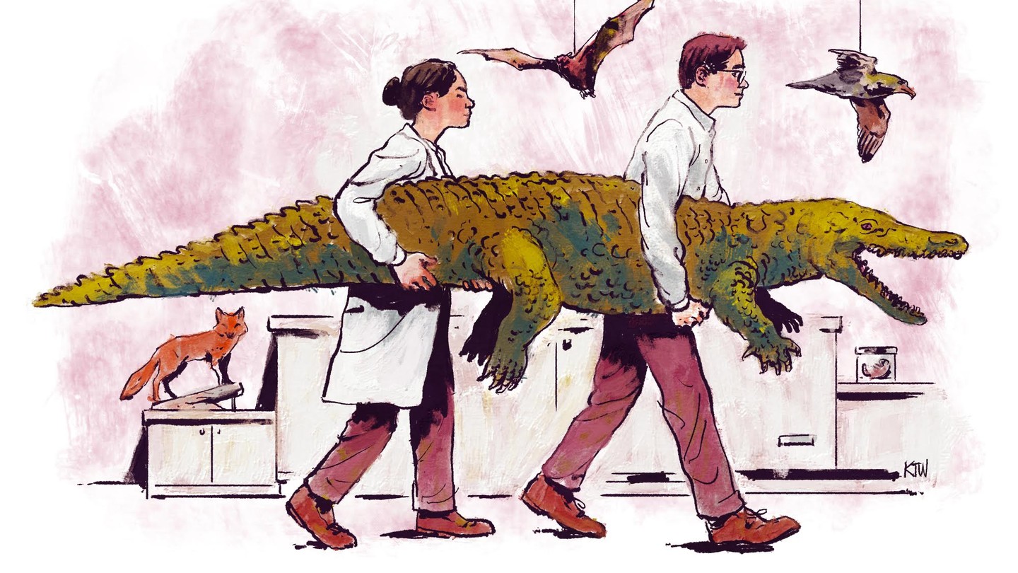 An illustration of two scientists carrying an alligator