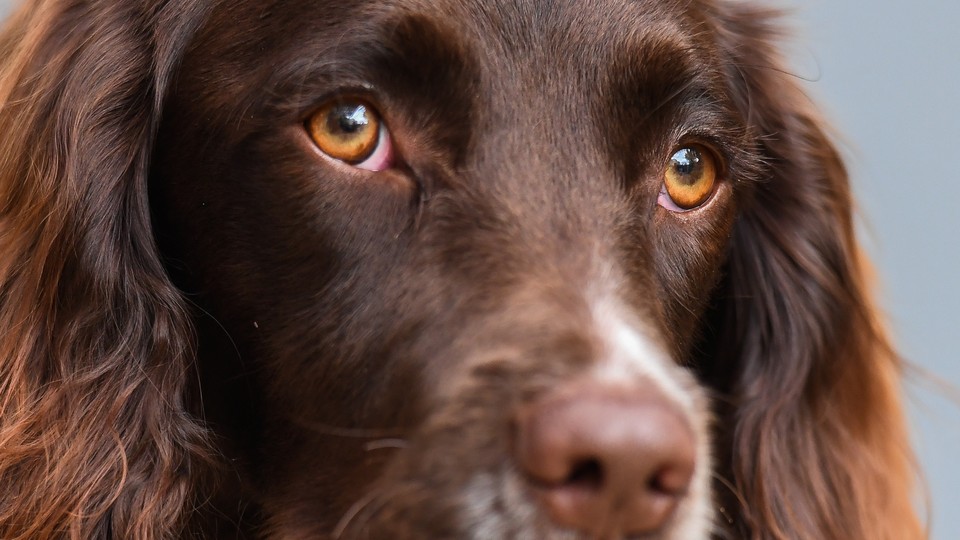 A close-up of a spaniel's face.