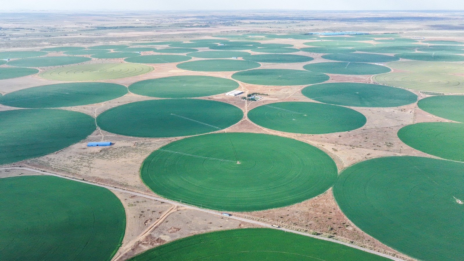An aerial photo of circular green farm fields in a desert environment.