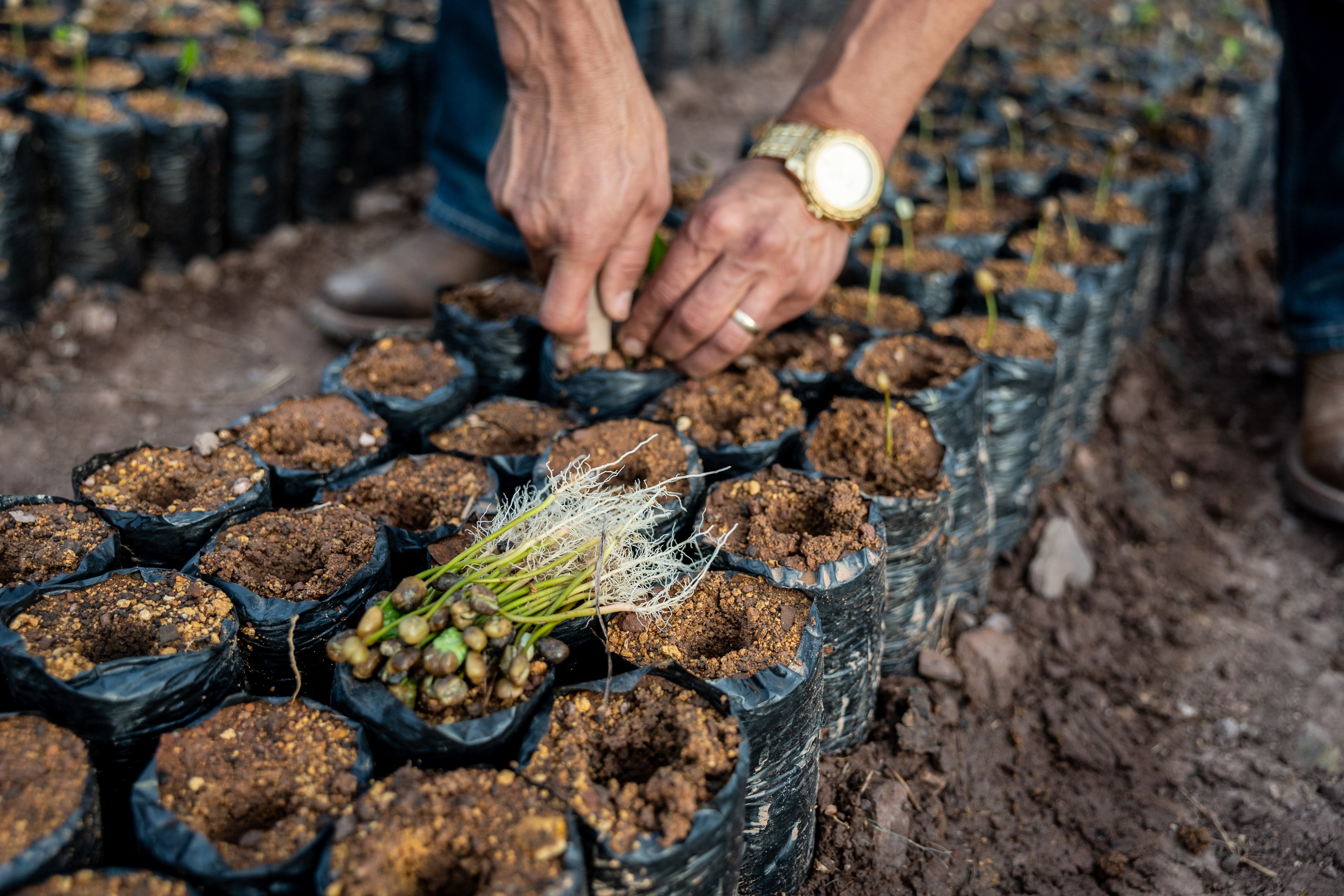 The hands of a person planting seedlings in small dirt-filled cylinders