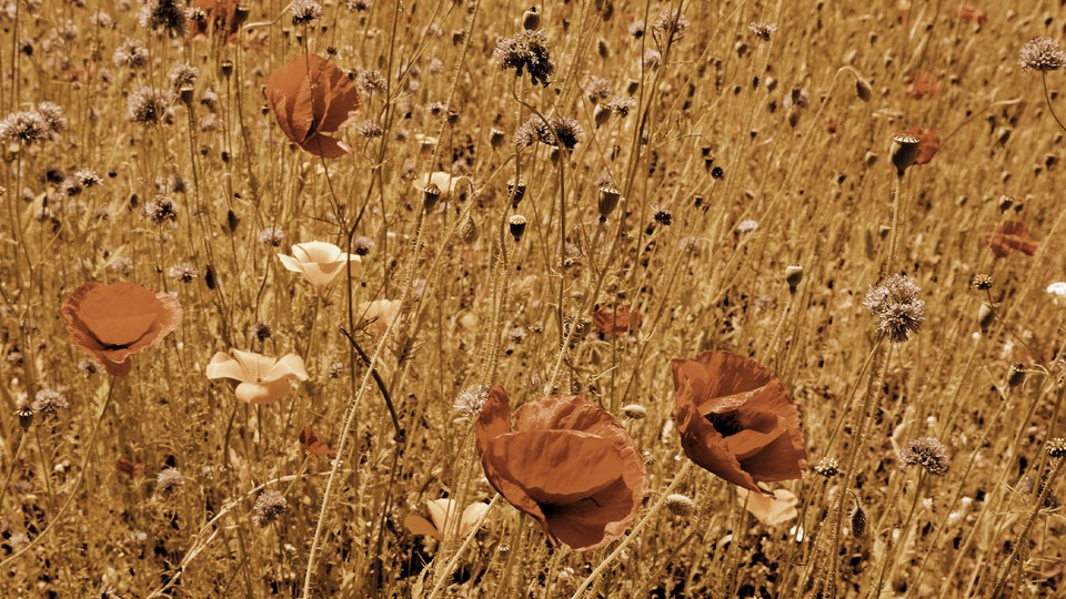 A color photograph of a brown field of grasses and orange and white flowers