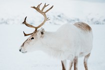 a reindeer standing in snow