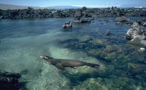 A seal in the water by rocks