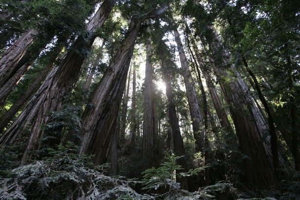 Redwood trees seen from below, with light filtering between their trunks